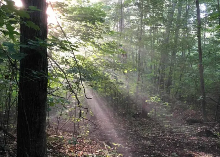 Peaceful summer forest scene, sun shining through trees